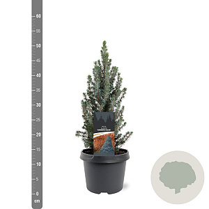 Picea gl. 'Sander's Blue' 30-40 cm 3,0L