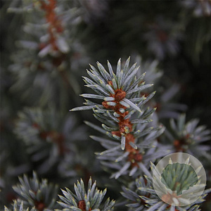 Picea gl. 'Sander's Blue' 30-40 cm 3,0L