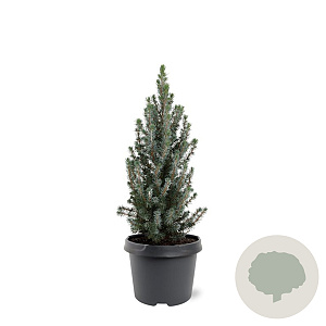 Picea gl. 'Sander's Blue' 30-40 cm 3,0L