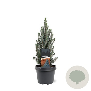 Picea gl. 'Sander's Blue' 30-40 cm 3,0L