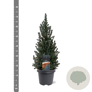 Picea gl. 'Sander's Blue' 50-60 cm 3,0L