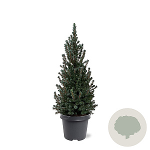 Picea gl. 'Sander's Blue' 50-60 cm 3,0L