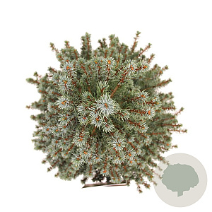 Picea gl. 'Sander's Blue' 50-60 cm 3,0L