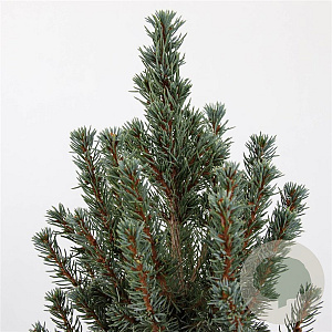 Picea gl. 'Sander's Blue' 50-60 cm 3,0L