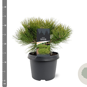 Pinus dens. 'Low Glow' 25-30 cm 3,5L