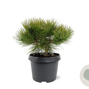 Pinus dens. 'Low Glow' 25-30 cm 3,5L