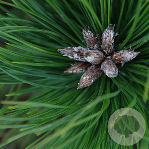 Pinus dens. 'Low Glow' 25-30 cm 3,5L