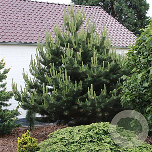 Pinus nigra 'Oregon Green' 20-25 cm 3,0L