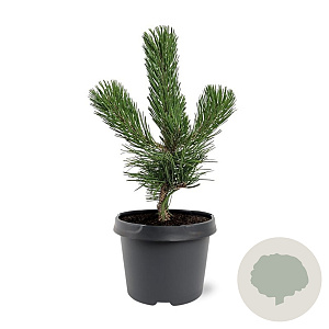 Pinus nigra 'Oregon Green' 20-25 cm 3,0L