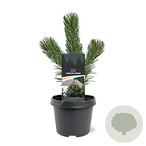 Pinus nigra 'Oregon Green' 20-25 cm 3,0L