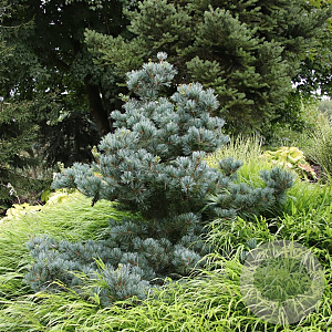 Pinus parv. 'Negishi' 25-30 cm 3,5L