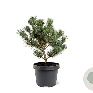 Pinus parv. 'Negishi' 25-30 cm 3,5L