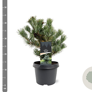 Pinus parv. 'Negishi' 25-30 cm 3,5L