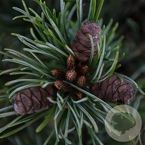 Pinus parv. 'Negishi' 25-30 cm 3,5L