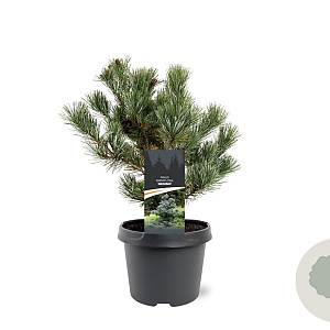 Pinus parv. 'Negishi' 25-30 cm 3,5L