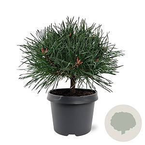 Pinus sylv. 'Chantry Blue' 25-30 cm 3,5L