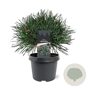Pinus sylv. 'Chantry Blue' 25-30 cm 3,5L