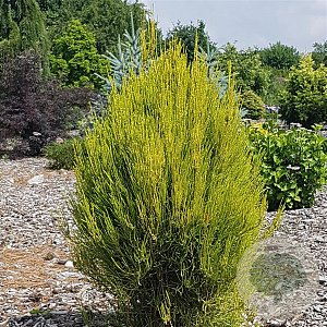 Platycladus or. 'Franky Boy' 25-30 cm 3,5L