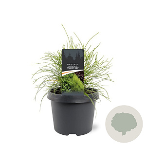 Platycladus or. 'Franky Boy' 25-30 cm 3,5L