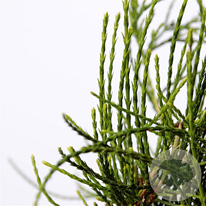 Platycladus or. 'Franky Boy' 25-30 cm 3,5L