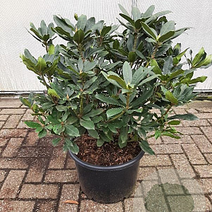Rhododendron pont. 'Roseum' 50-60 cm 20L