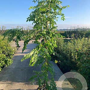 Robinia marg. 'Georgia Da Torino' 150-175 cm 25L