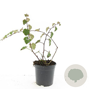 Rubus 'Betty Ashburner' GM C1.3