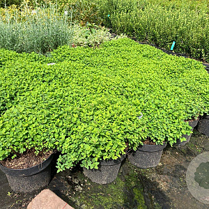 Spiraea jap. 'Little Princess' 25-30 cm 5,0L