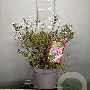 Spiraea jap. 'Little Princess' 30-40 cm 7,5L