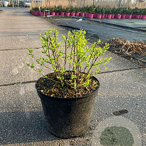 Spiraea jap. 'Little Princess' 30-40 cm 7,5L