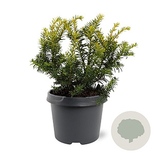 Taxus b. 'Summergold' 25-30 cm 3,5L