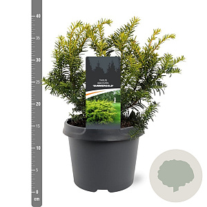 Taxus b. 'Summergold' 25-30 cm 3,5L