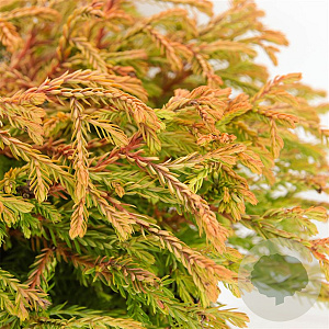 Thuja occ. 'Golden Tuffet' 25-30 cm 3,5L