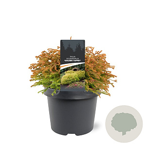 Thuja occ. 'Golden Tuffet' 25-30 cm 3,5L