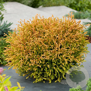 Thuja occ. 'Golden Tuffet' 25-30 cm 3,5L