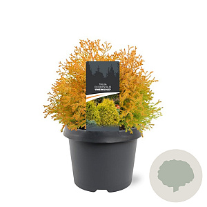 Thuja occ. 'Rheingold' 25-30 cm 3,5L