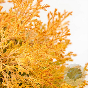 Thuja occ. 'Rheingold' 25-30 cm 3,5L