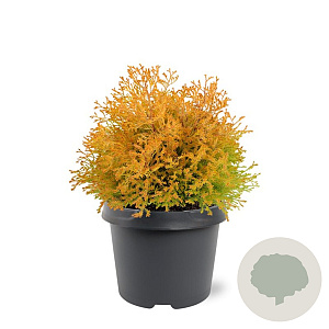 Thuja occ. 'Rheingold' 25-30 cm 3,5L