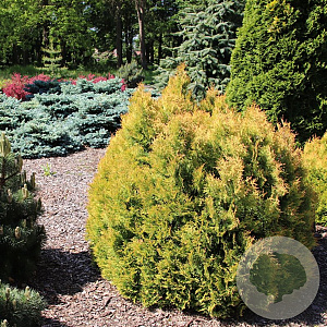 Thuja occ. 'Rheingold' 25-30 cm 3,5L