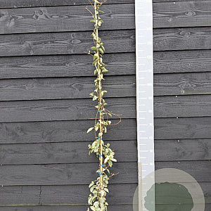 Trachelospermum j. 'Variegatum' 150-175 cm vierkant rond 5,5L