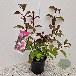 Viburnum bodn. 'Dawn' 60-80 cm 2,0L