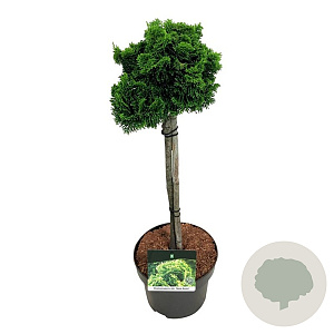 Chamaecyparis o. 'Nana Aurea' 40 cm stam 4,5L