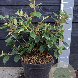 Viburnum 'Eskimo' 40-50 cm 7,5L