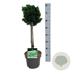 Chamaecyparis o. 'Nana Gracilis' 40 cm stam 4,5L