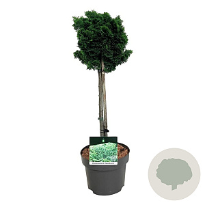 Chamaecyparis o. 'Nana Gracilis' 40 cm stam 4,5L