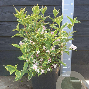 Weigela 'Nana Variegata' 40-50 cm 7,5L