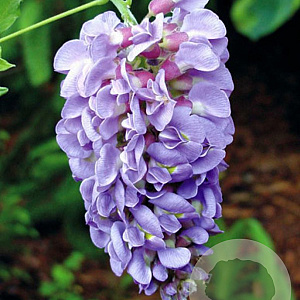 Wisteria flor. Lavender Falls 150-175 cm vierkant rond 5,5L