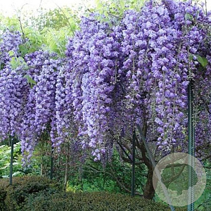 Wisteria flor. 'Violacea Plena' 150-175 cm vierkant rond 5,5L