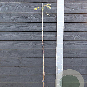 Wisteria frut. 'Amethyst Falls' 150-175 cm vierkant rond 5,5L