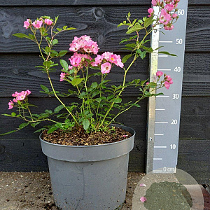Rosa (H) 'Ballerina' 30-40 cm 10L